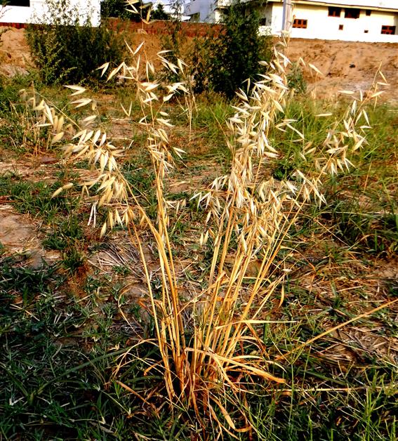 Avena fatua